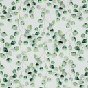 📏Double gaze bio GOTS & Oeko-Tex blanc | Eucalyptus